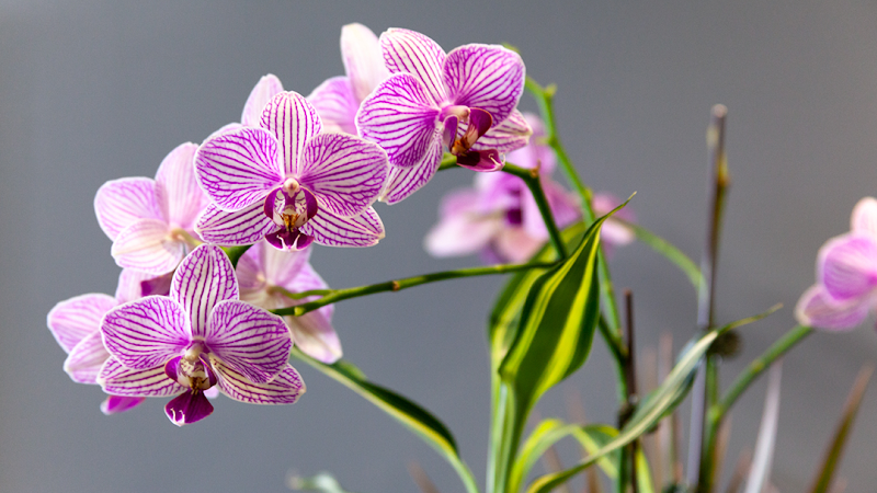 Fantastic Family Dental: Doris Lin, DDS