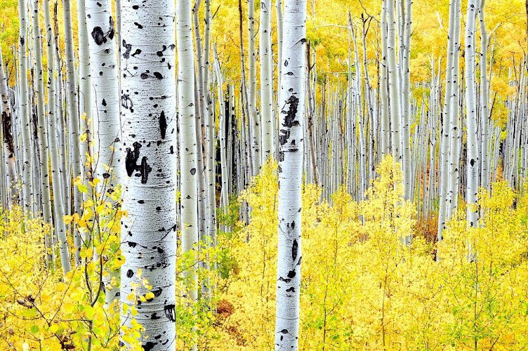 High Country Dentistry