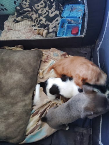 Aava Dental San Bernardino