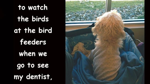 Keywords: snow;Colorado Springs;April