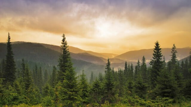 Landscape with fog in mountains and rows of trees in morning
