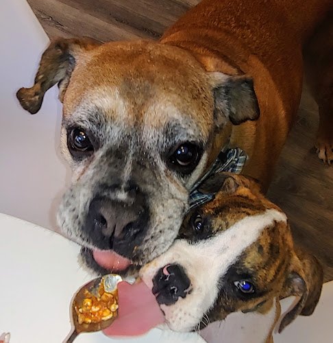 Dr. Jennifer E. Mihalopulos