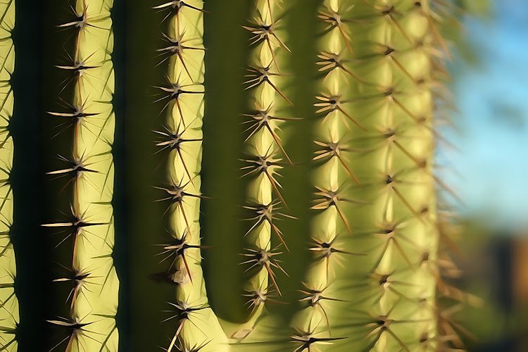 Bradley O Kaiser DMD PLLC