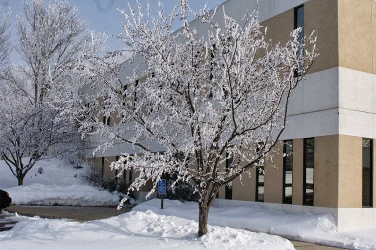 Trachsel Dental Studio Inc