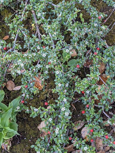 Mid-Peninsula Dental Specialists