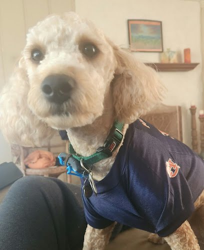 Windsor Daniel S DDS