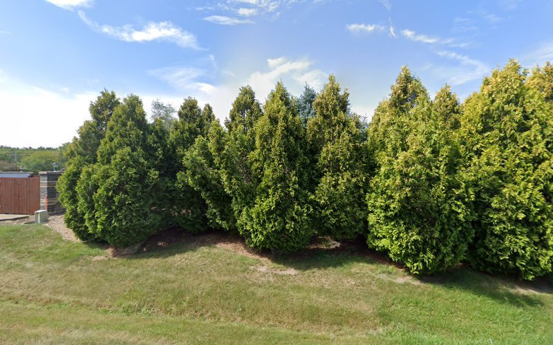 Domenella David D DDS