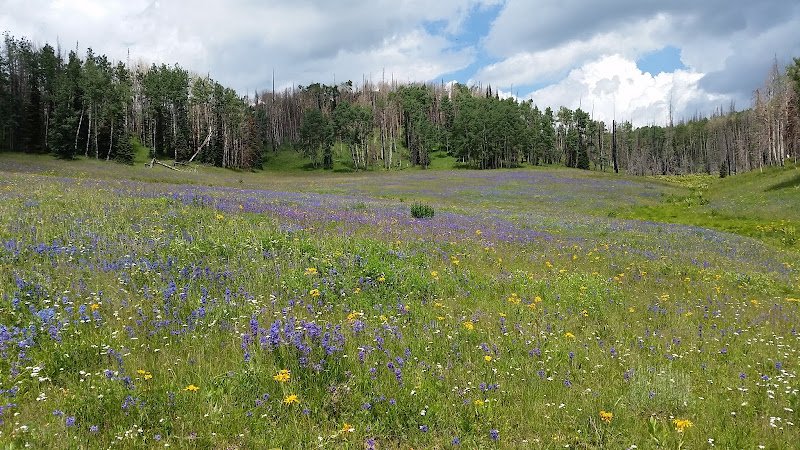 Morgan Family Dental-Dr. Michael Judi